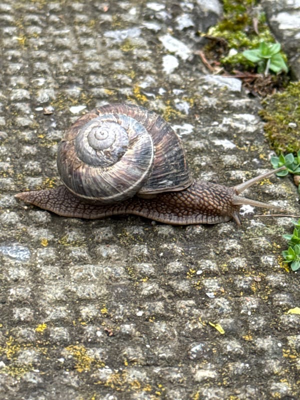 Early morning urban wildlife encounters documented in Sofia