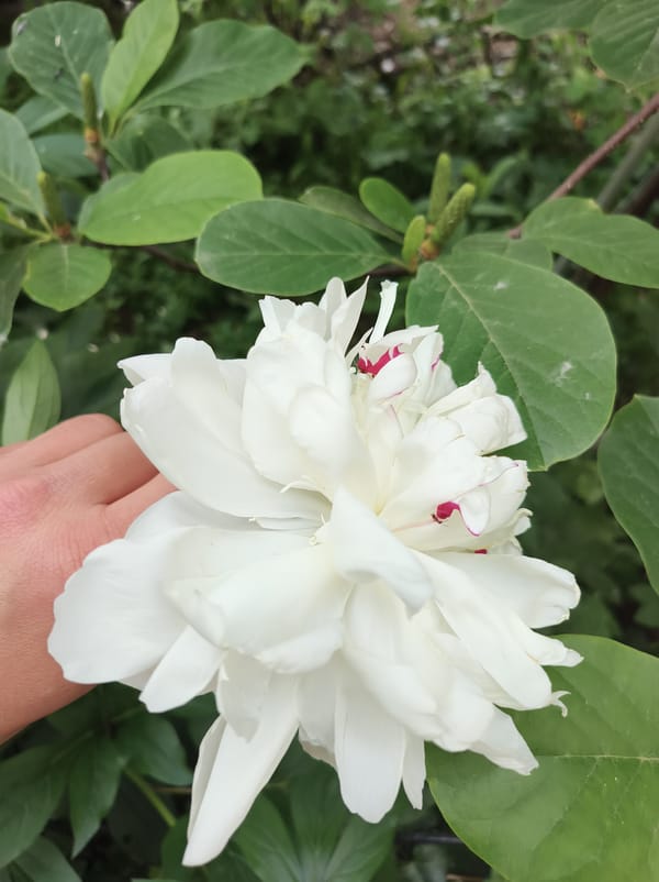 Morning flower documentation captured across multiple Kyiv locations