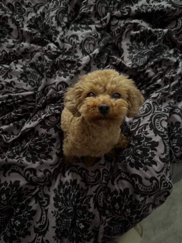 Poodle observed resting on patterned bedding in Sofia