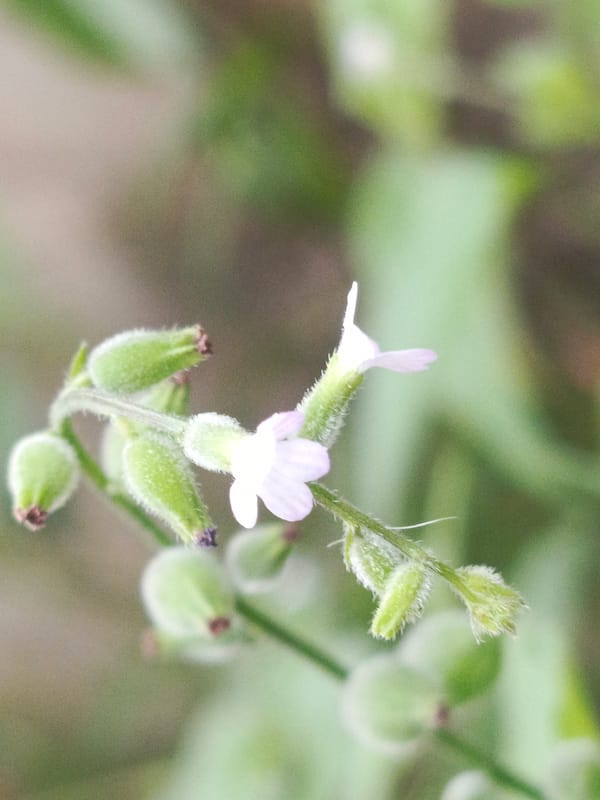Wildflower photography session captures diverse blooms in Tinaco, Venezuela
