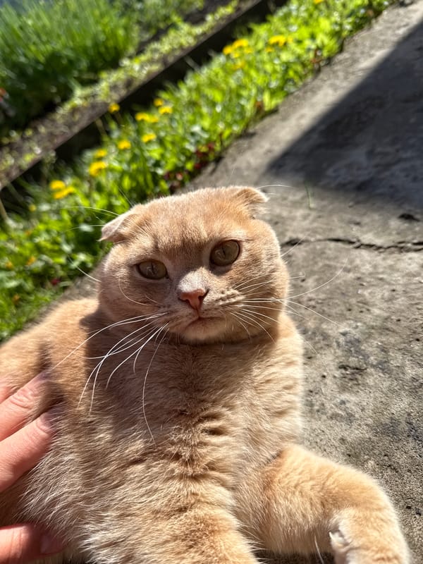 Orange cat grooming session observed in Kazan morning