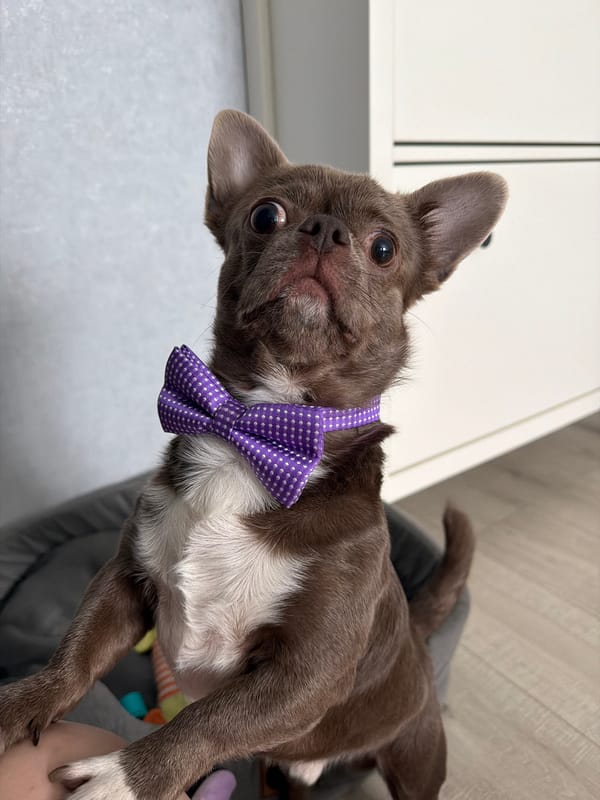 Domestic moments with toddler and dressed Chihuahua in Votkinsk