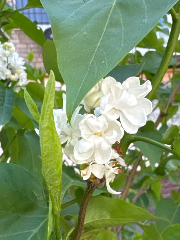 Spring blooms and urban wildlife spotted in Kryvyi Rih