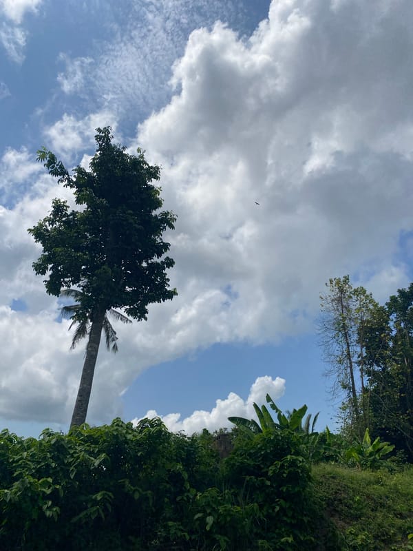 Tropical vegetation documented in southeastern Nigeria countryside