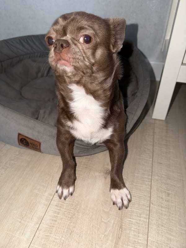Morning family moments with baby and Chihuahua in Votkinsk home
