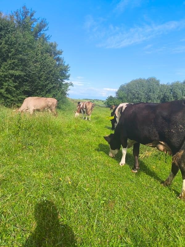 Cattle grazing in a green Ukrainian pasture on a clear morning