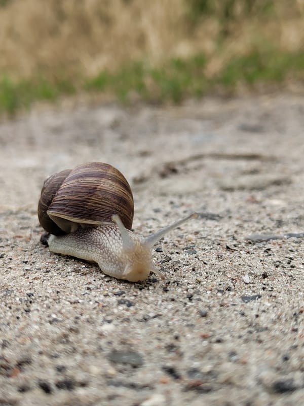Cats and snails on a slow June morning
