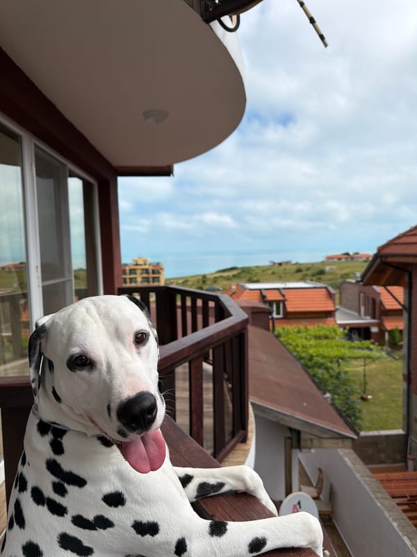 Dalmatian dog spotted on balcony in Bulgarian coastal village
