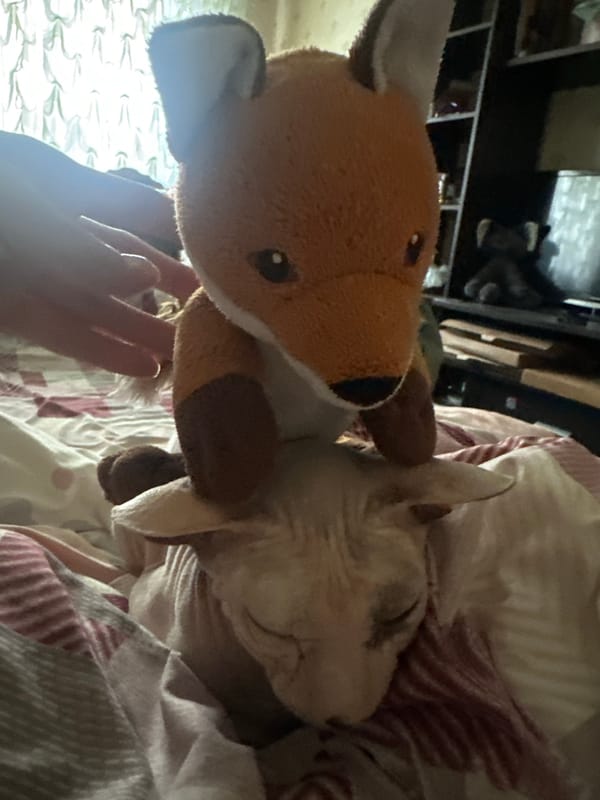 Sphynx cat and fox toy, cozy morning in Togliatti