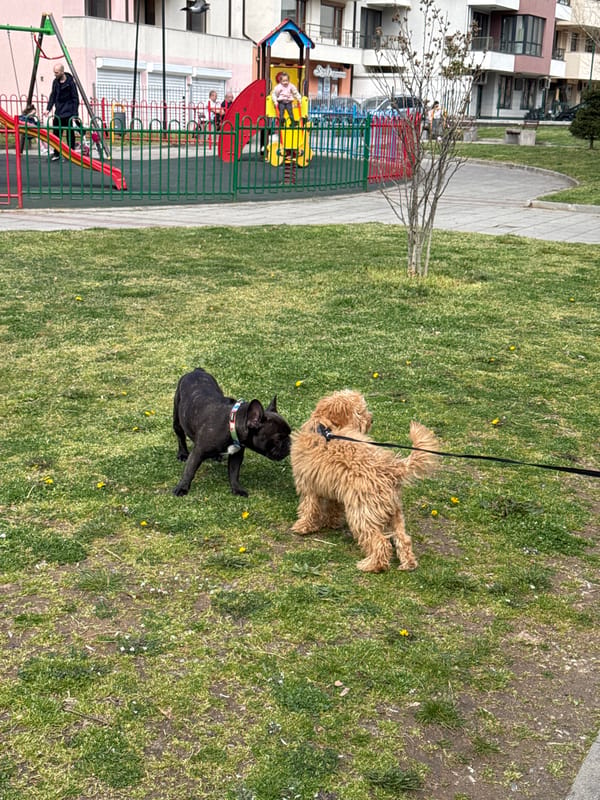Dogs spotted playing in parks, sidewalks across Blagoevgrad