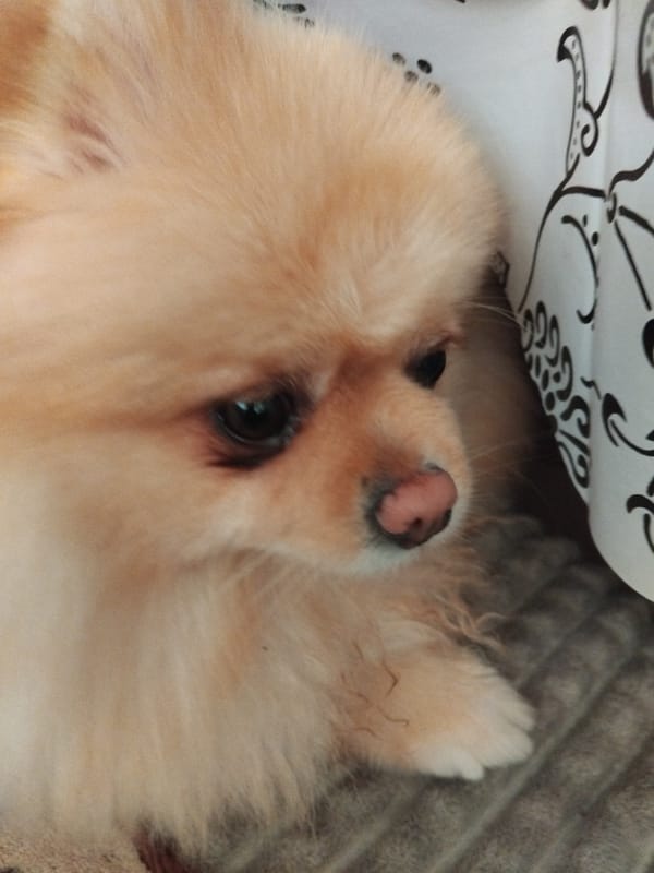 Pomeranian dog photographed napping on bedding in Apriltsi, Bulgaria