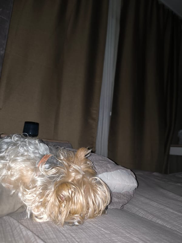 Late-night Tyumen: sleeping dog, cake, collectibles, and insomnia