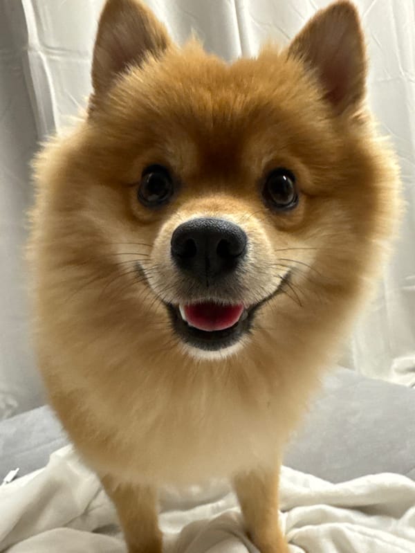 Pomeranian dog photographed extensively indoors across Sofia, Bulgaria