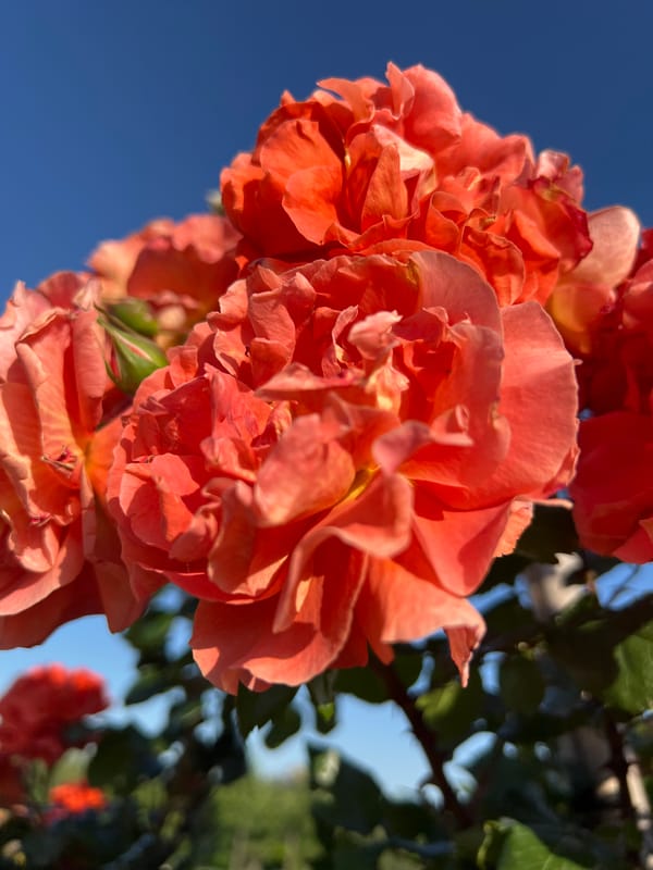 Woman enjoys afternoon rose garden visit in Krasnodar park