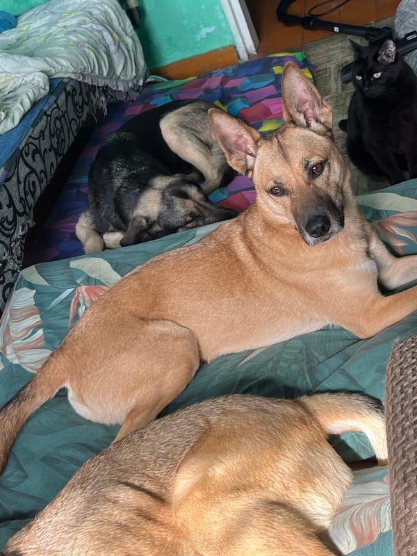 Pets observed lounging in domestic settings across Nizhny Tagil