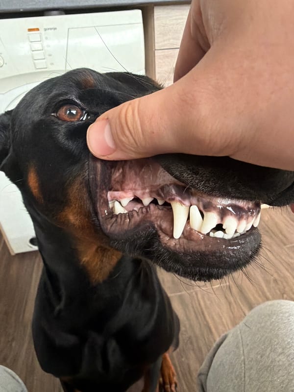Sofia resident shares motivational posts alongside Doberman photos