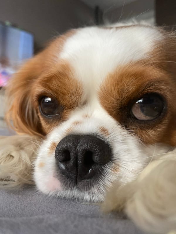 Cavalier King Charles Spaniel documented in quiet domestic moments