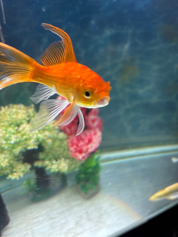 Goldfish and koi moving through a freshwater aquarium