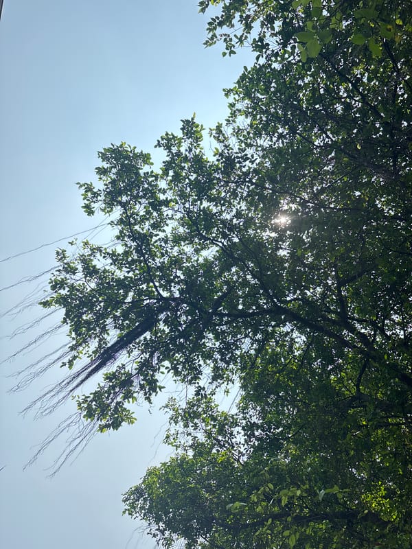 Morning tree canopy with aerial roots observed in Central Jakarta