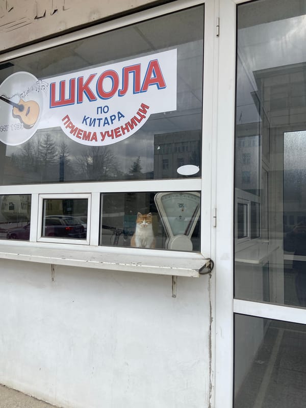 Cat spotted in guitar school storefront window in Bulgaria