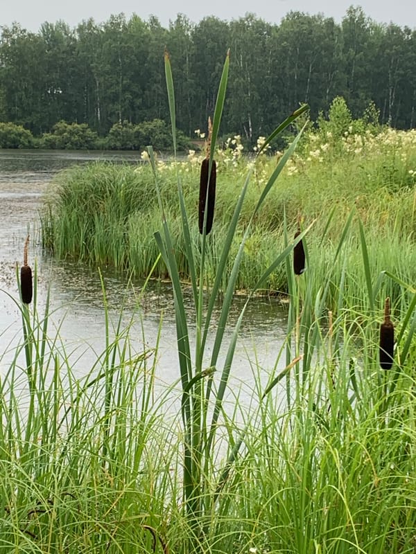 Ponds, cattails, and summer meadows in rural Siberia