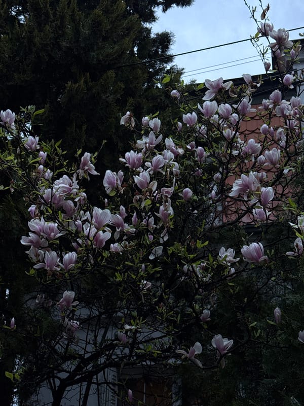 Magnolia tree blooms in Belgrade suburb