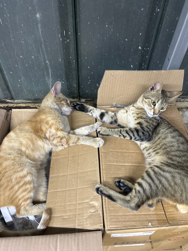 Cats colonize a cardboard box collection in Struma, Bulgaria