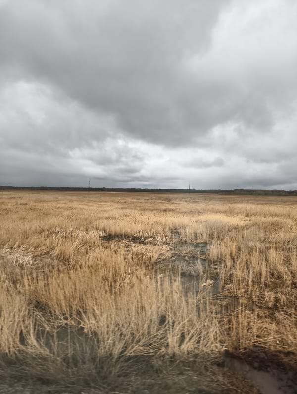 Overcast skies blanket field of dried golden grass