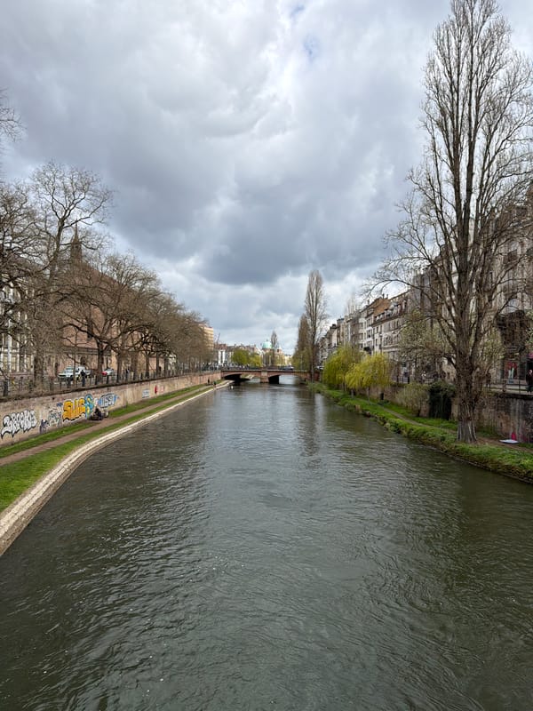 Egyptian Geese spotted along Ill River in Strasbourg