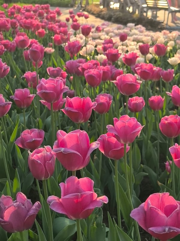Spring blooms and riverside strolls captured in Perm, Russia