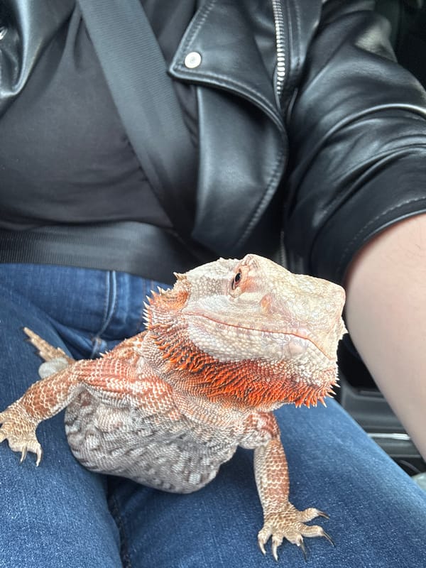 Bearded dragon rides on owner's lap in car