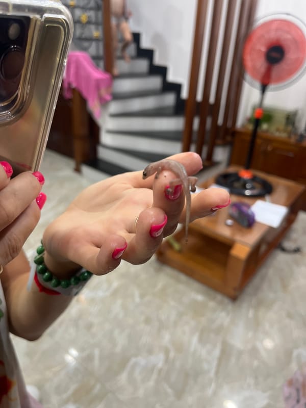 Person handles small gecko in Vietnam coastal ward