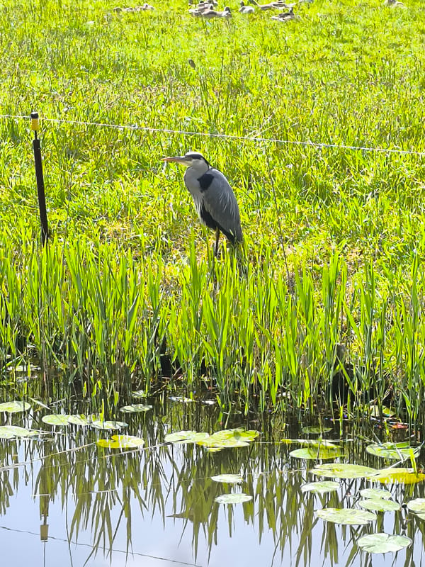 Heron and swan observed in Alkmaar pond areas