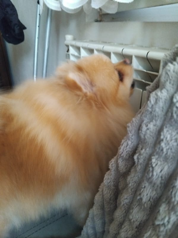 Pomeranian dog enjoys afternoon at Apriltsi home
