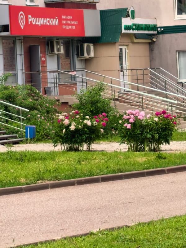 Woman enjoys peony bloom photo session in Sterlitamak, Russia