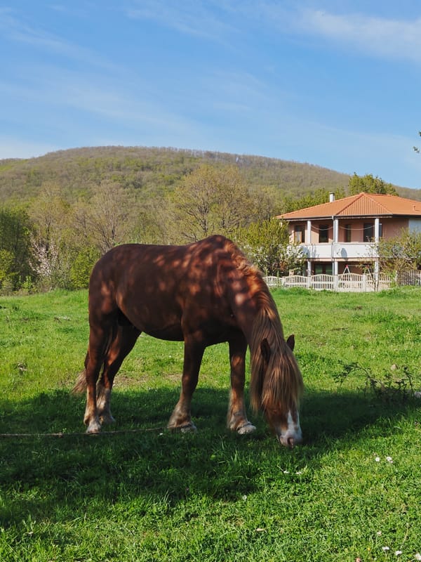 Rural wildlife spotted grazing in Bulgaria countryside