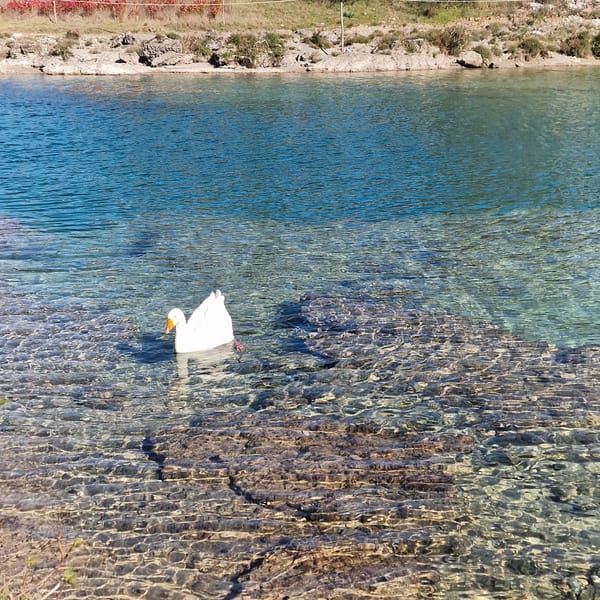 Waterfowl gather in turquoise waters near Podgorica, Montenegro