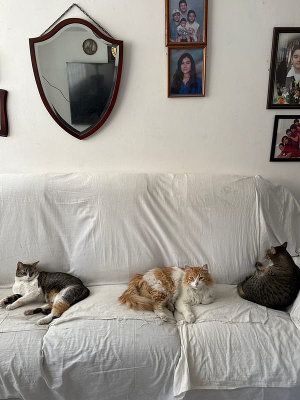 Three cats rest on sofa in Puebla home