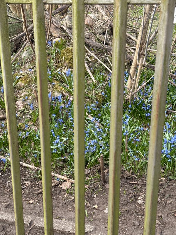 Spring flowers and evergreen trees observed in Łódź