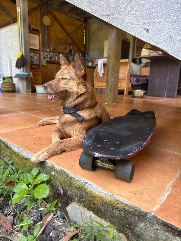 Everyday moments with dogs and daily life documented in Kediri