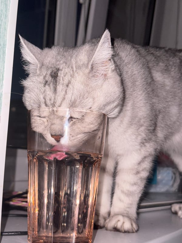 Tabby cat helps itself to a glass of pink drink