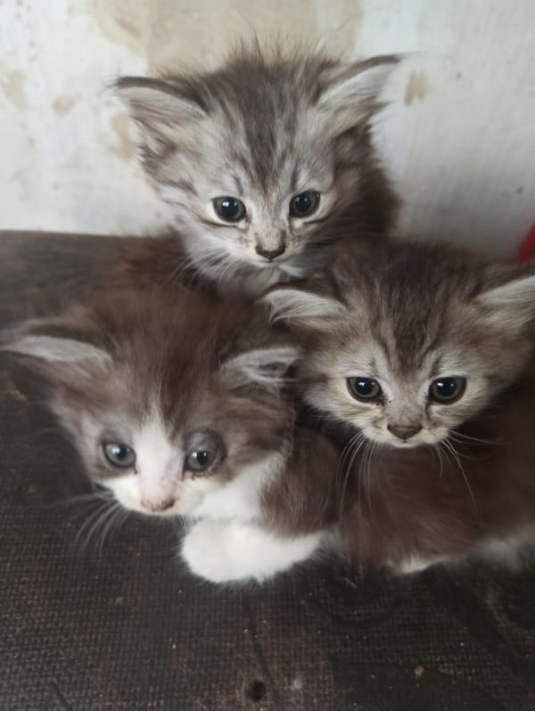 Three kittens huddle together on a dark surface
