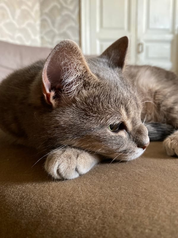 Cats at home: resting, watching, and being very cats
