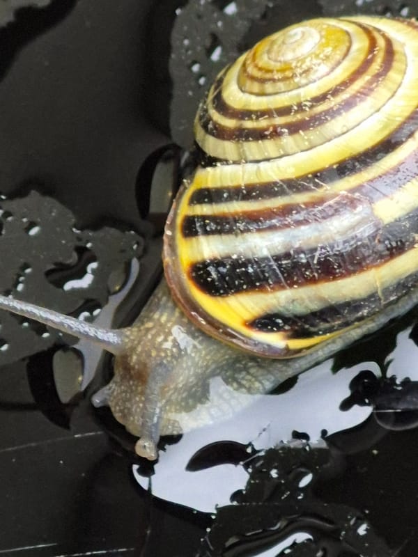 Backyard macro session: snails, cherries, and a chihuahua