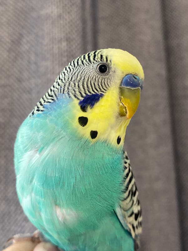 Person filmed interacting with colorful budgerigar parakeet