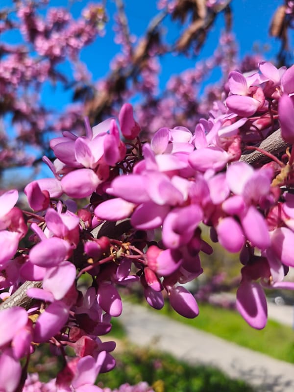 Spring blossoms documented in early morning Sevastopol