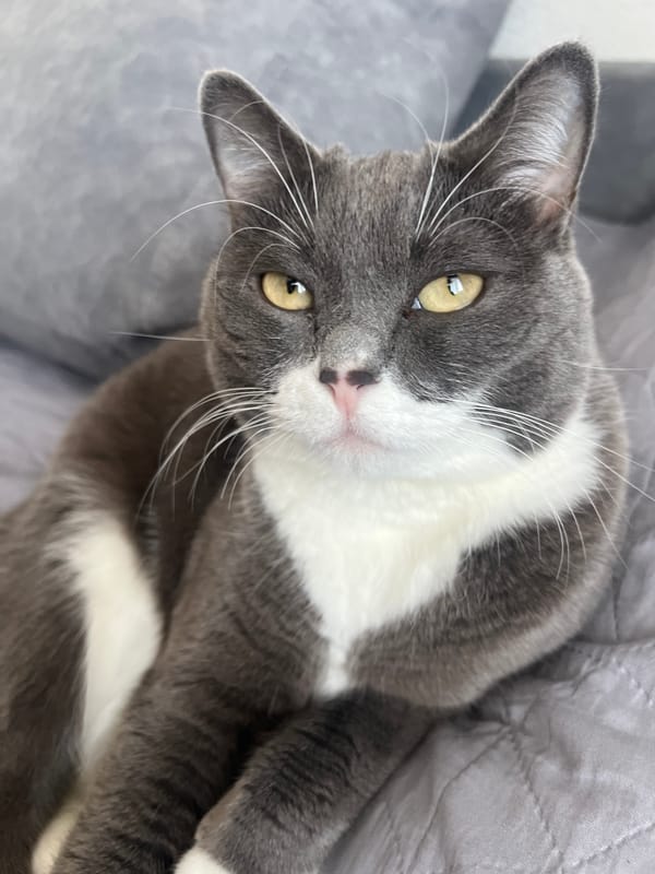Morning pet photos and selfie captured in Tyumen home