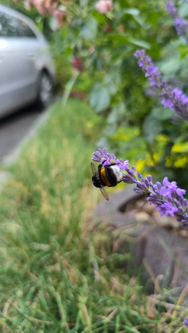 Summer garden in full bloom, bees and all