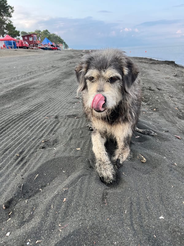 Quiet morning on Ureki's black sand beach by the Black Sea
