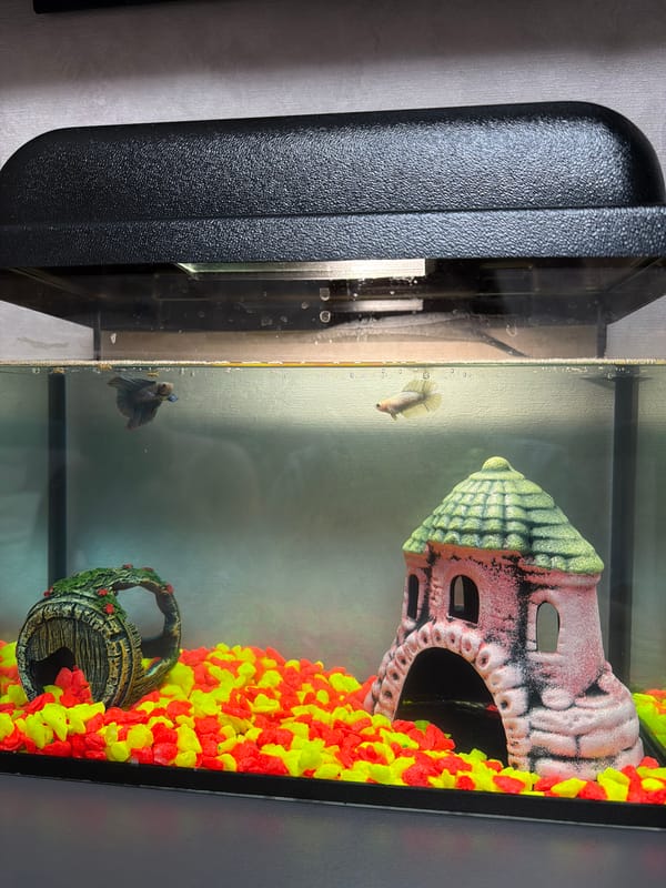 Evening domestic scenes captured in Reshetnikovo: fish tank, sunset